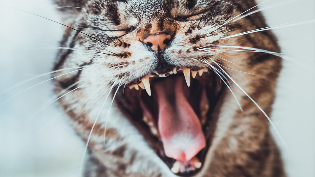Katze Knirscht Mit Den Zähnen Beim Fressen www.purina.de